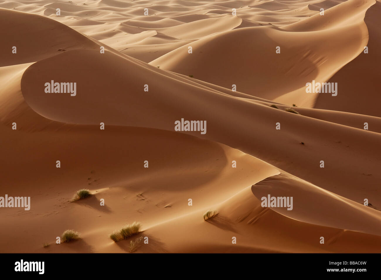 Hight sand dunes in the Sahara desert in evening light Stock Photo