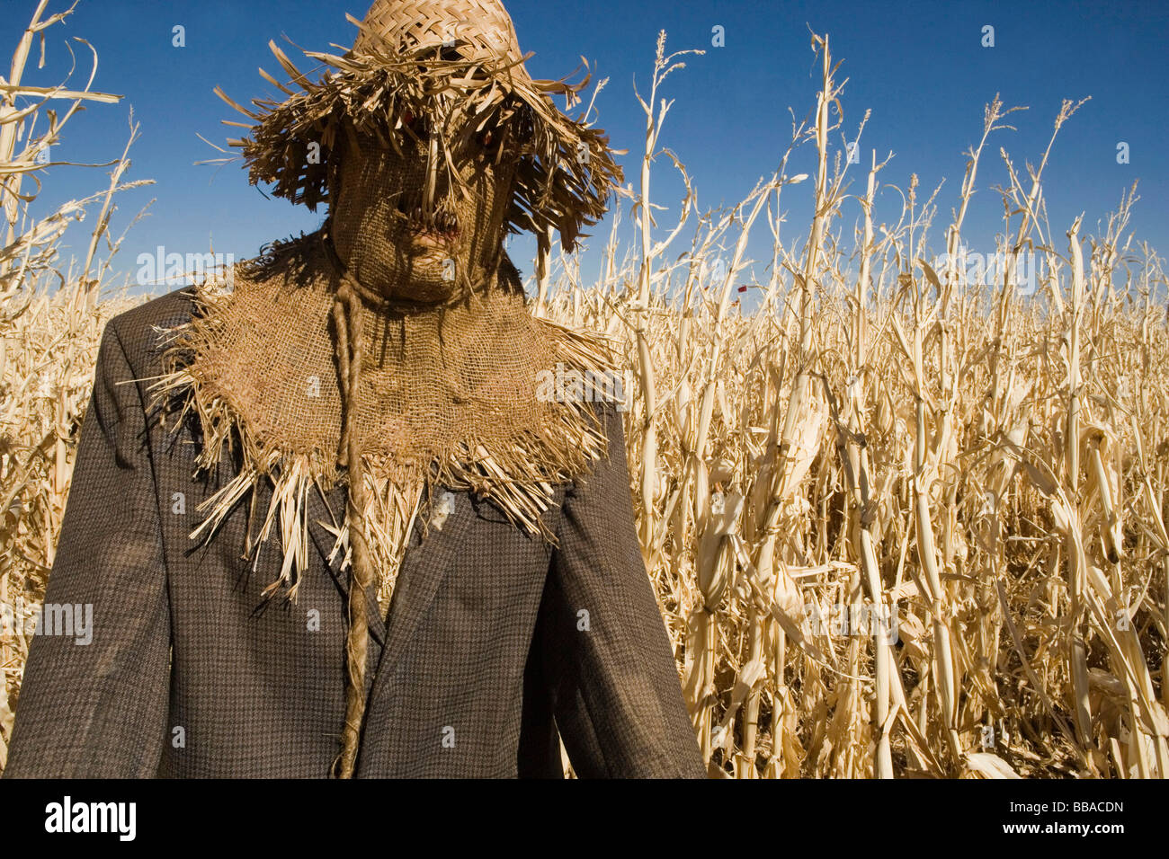 A scarecrow in a field Stock Photo