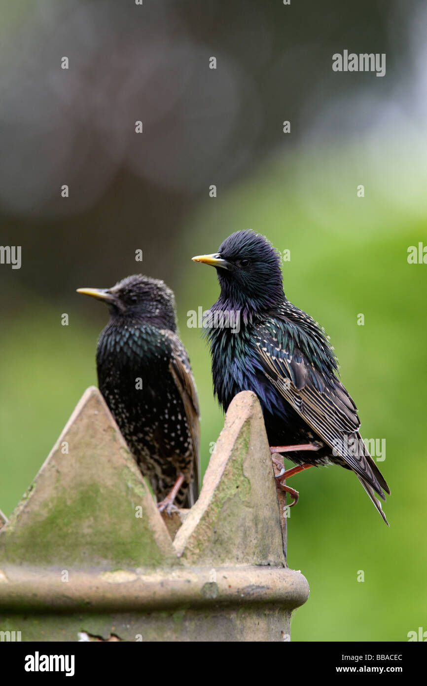 Starlings Sturnus vulgaris on chimney Stock Photo