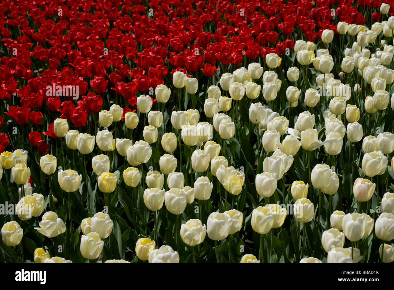 Yellow and red tulips in a flower bed Stock Photo - Alamy