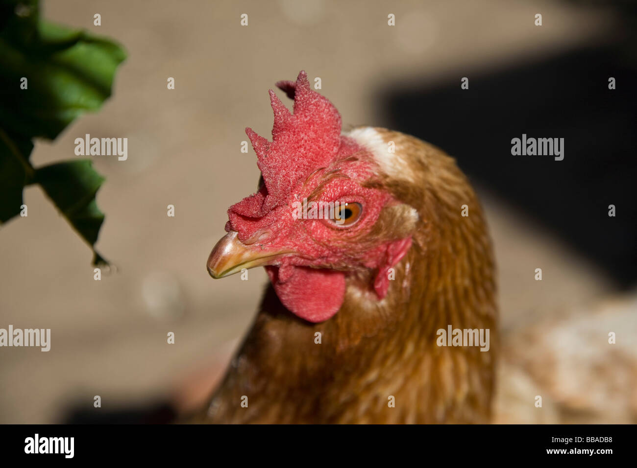 A chicken's head Stock Photo Alamy