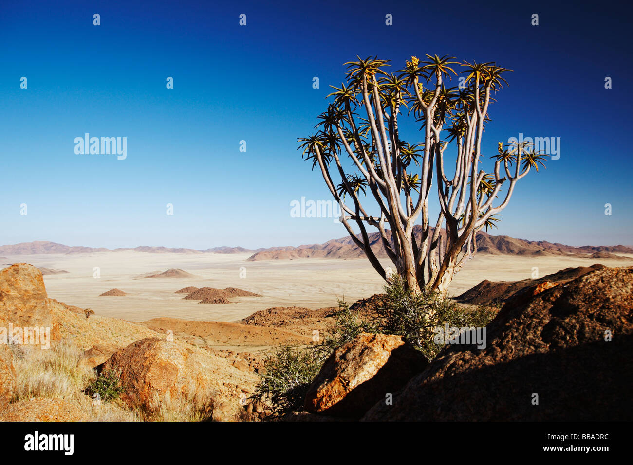 Quiver trees (Aloe dichotoma) on the Desert Experience Trail, NamibRand Nature Reserve, Namibia Stock Photo