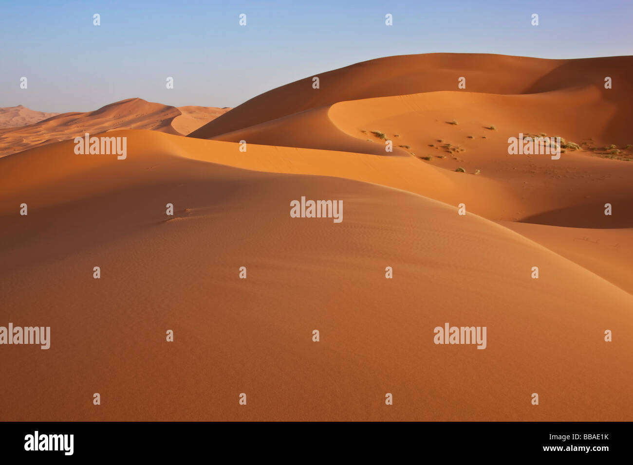 Hight sand dunes with clear blue sky in the Sahara desert Stock Photo ...