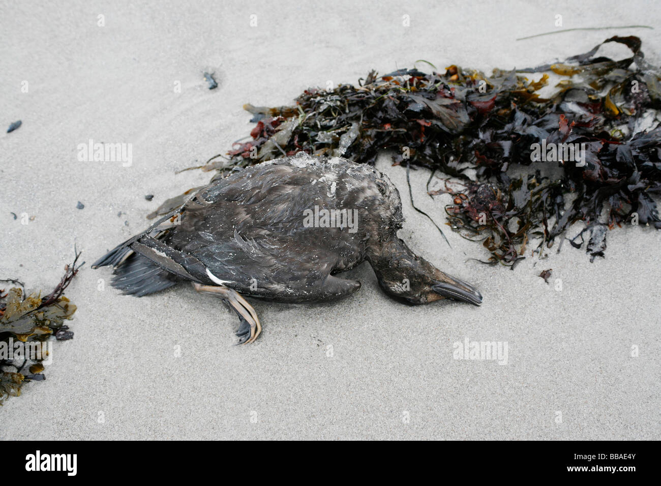 A dead duck on a beach Stock Photo