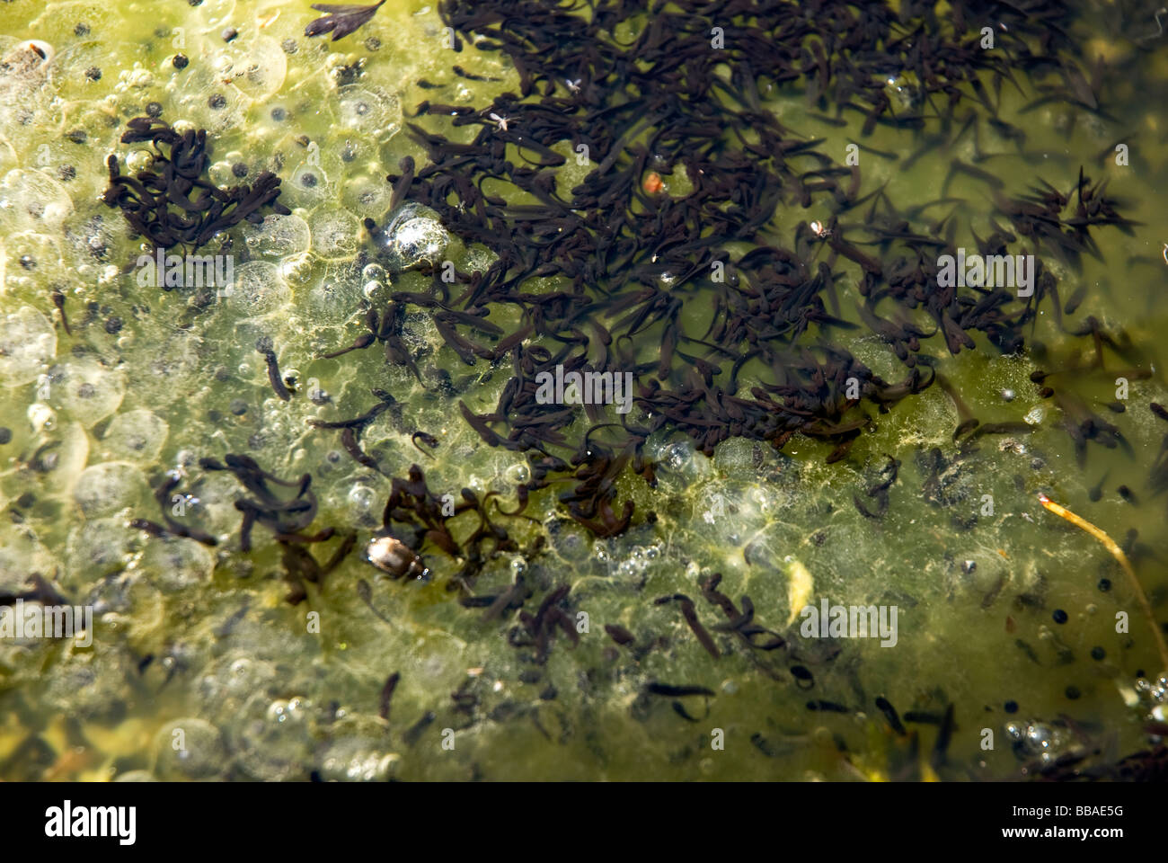 Mass of young tadpoles in suburban garden pond Stock Photo