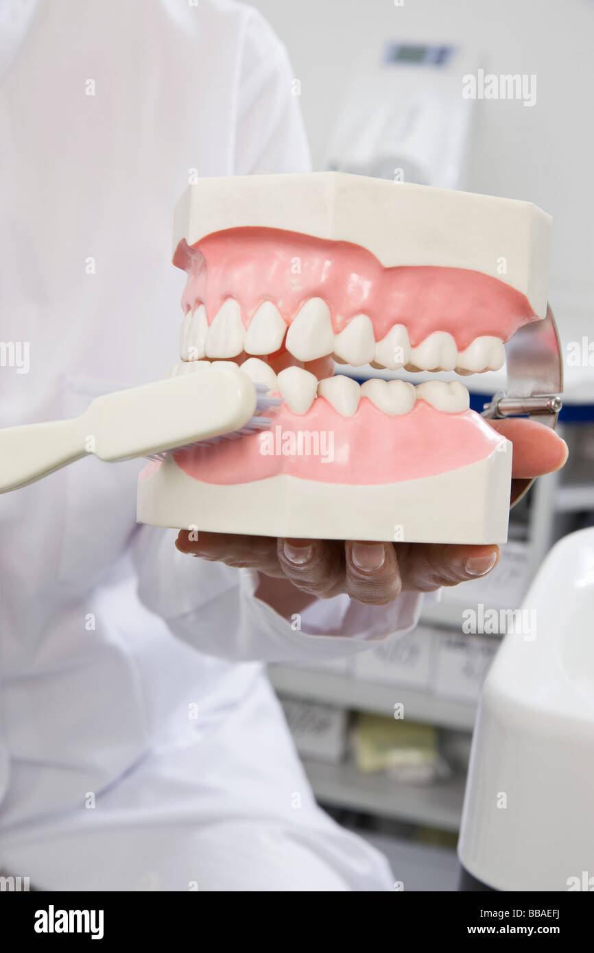 Detail of a dentist holding model teeth and a toothbrush Stock Photo