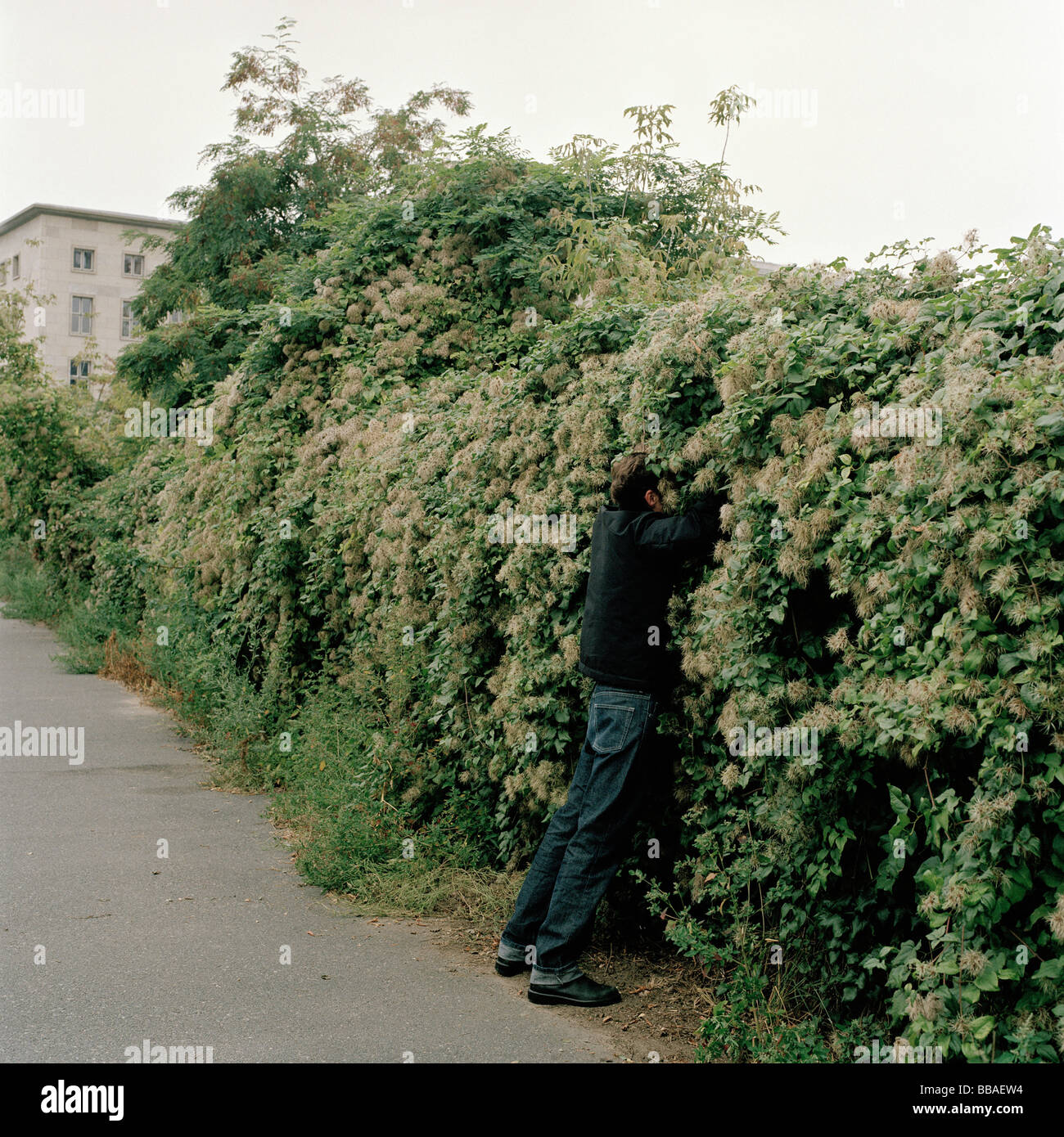 A man reaching into bushes Stock Photo
