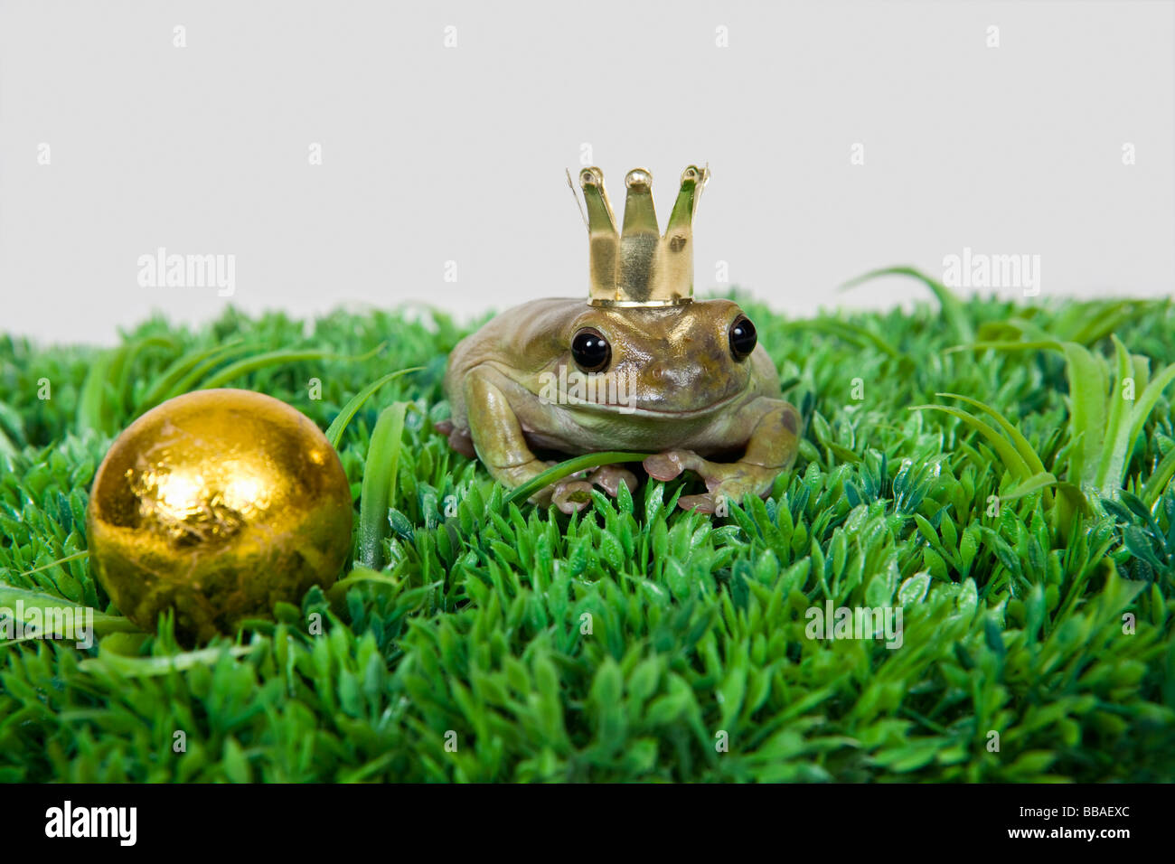 The frog prince and gold ball, studio shot Stock Photo