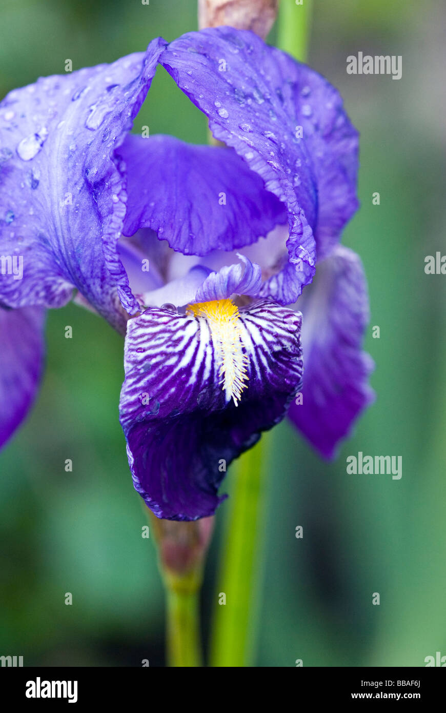 Iris Iridaceae. Purple Bearded Iris. Close up shot Stock Photo