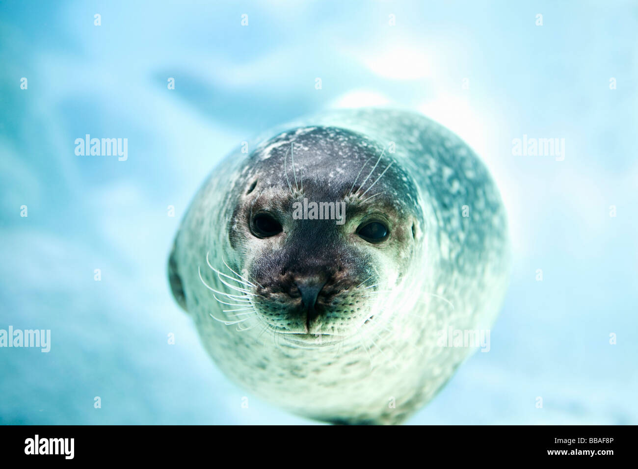 A seal Stock Photo