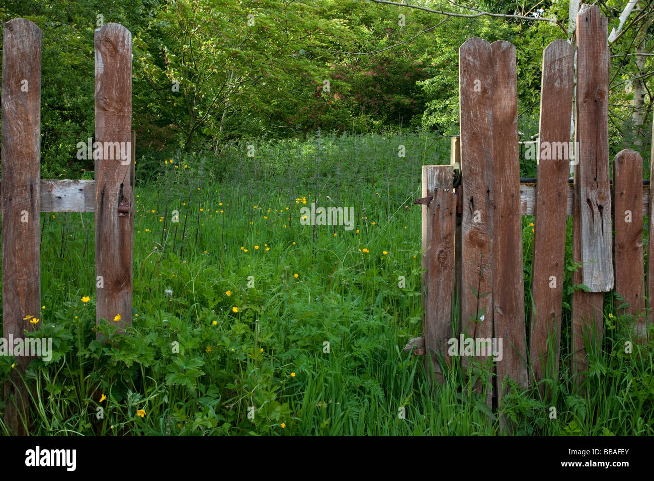 Overgrown Grass and Weeds in Back Garden Stock Photo