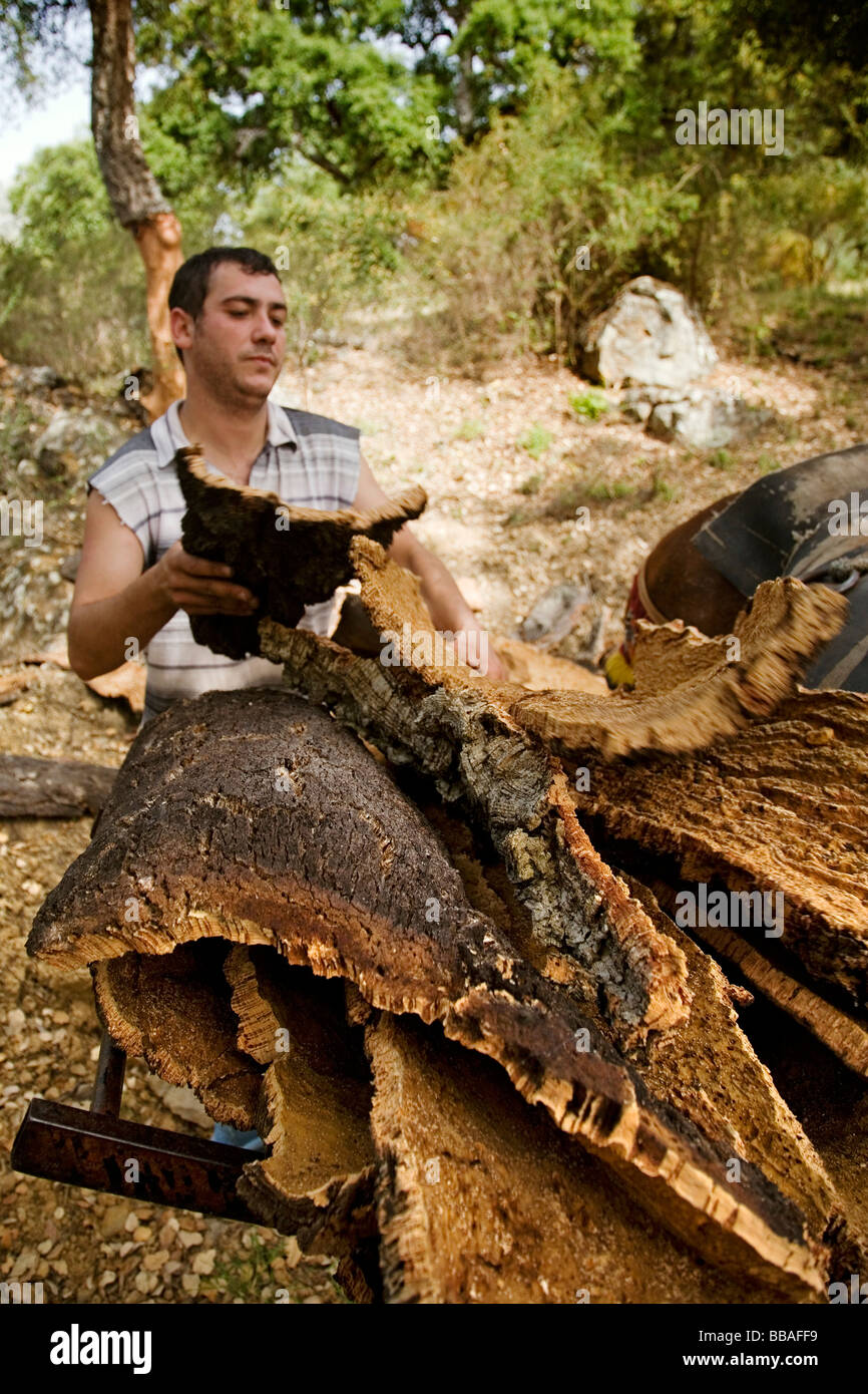 Collecting Cork in the Natural Park of the Cork Cortes de la Frontera Malaga Andalusia Spain Stock Photo