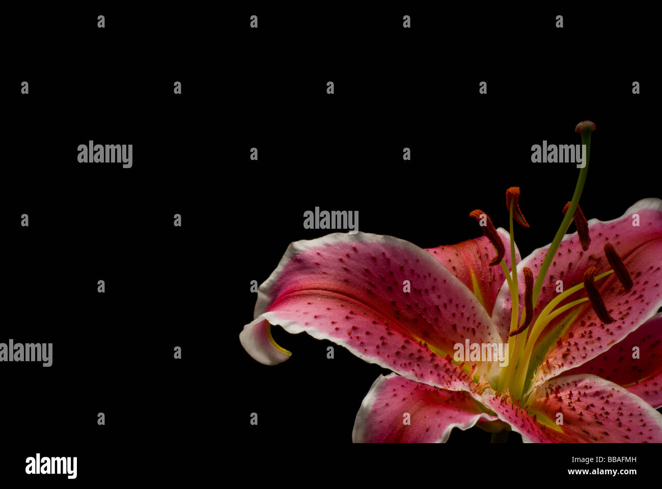 Pink Oriental Lily Stock Photo