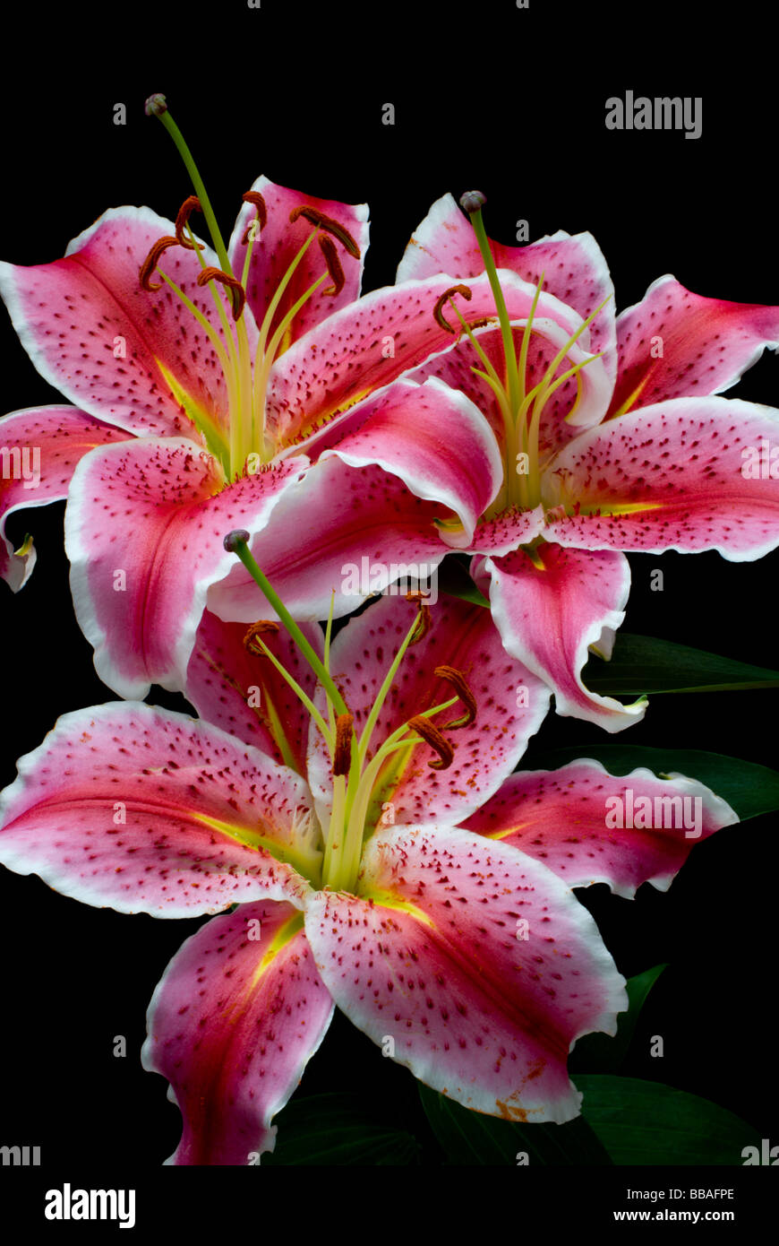 Pink Oriental Lilies on Black Stock Photo