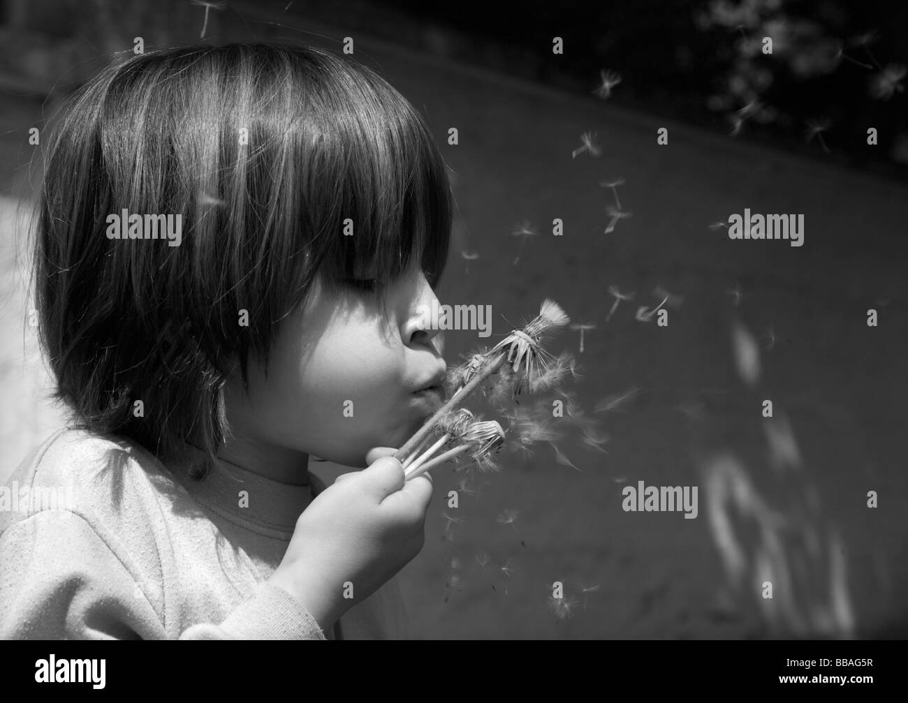 little girl and dandelion Stock Photo