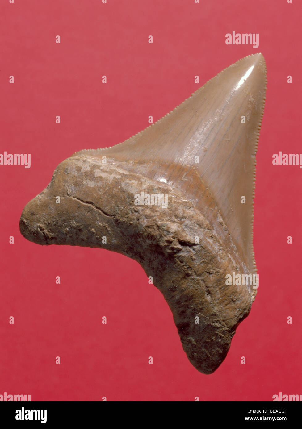 Fossil shark tooth (Carcharadon megalodon, Length 73mm, Miocene period), Malta. Stock Photo