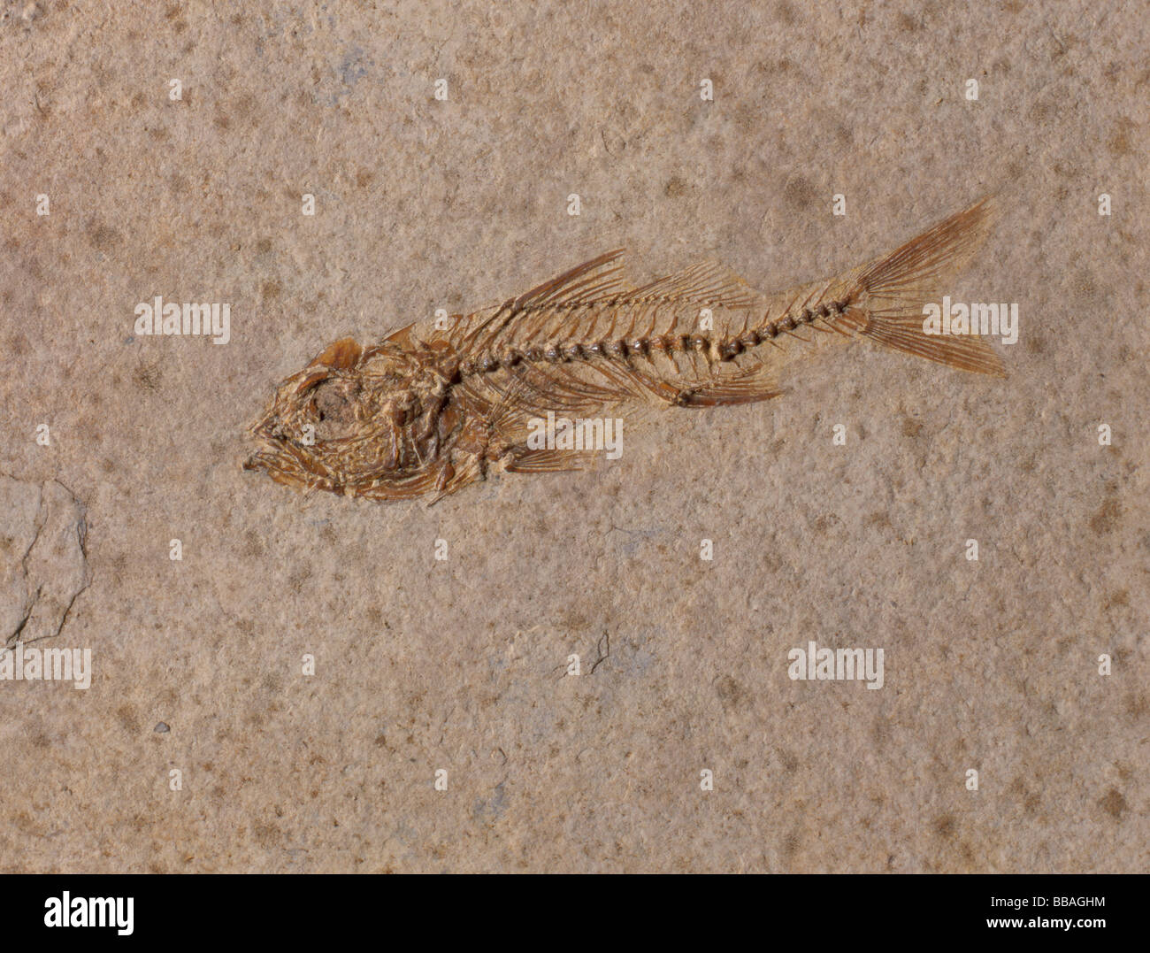 Fossil fish (Dapalis macrurus, Length 70mm, Oligocene period), Stampian Cereste, France. Stock Photo