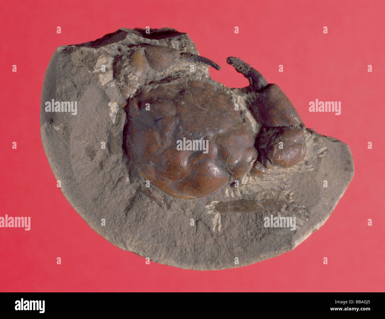 Fossil crab (Xanthopsis vulgaris, Length 45mm, Oligocene period), Washington State, USA, North America. Stock Photo