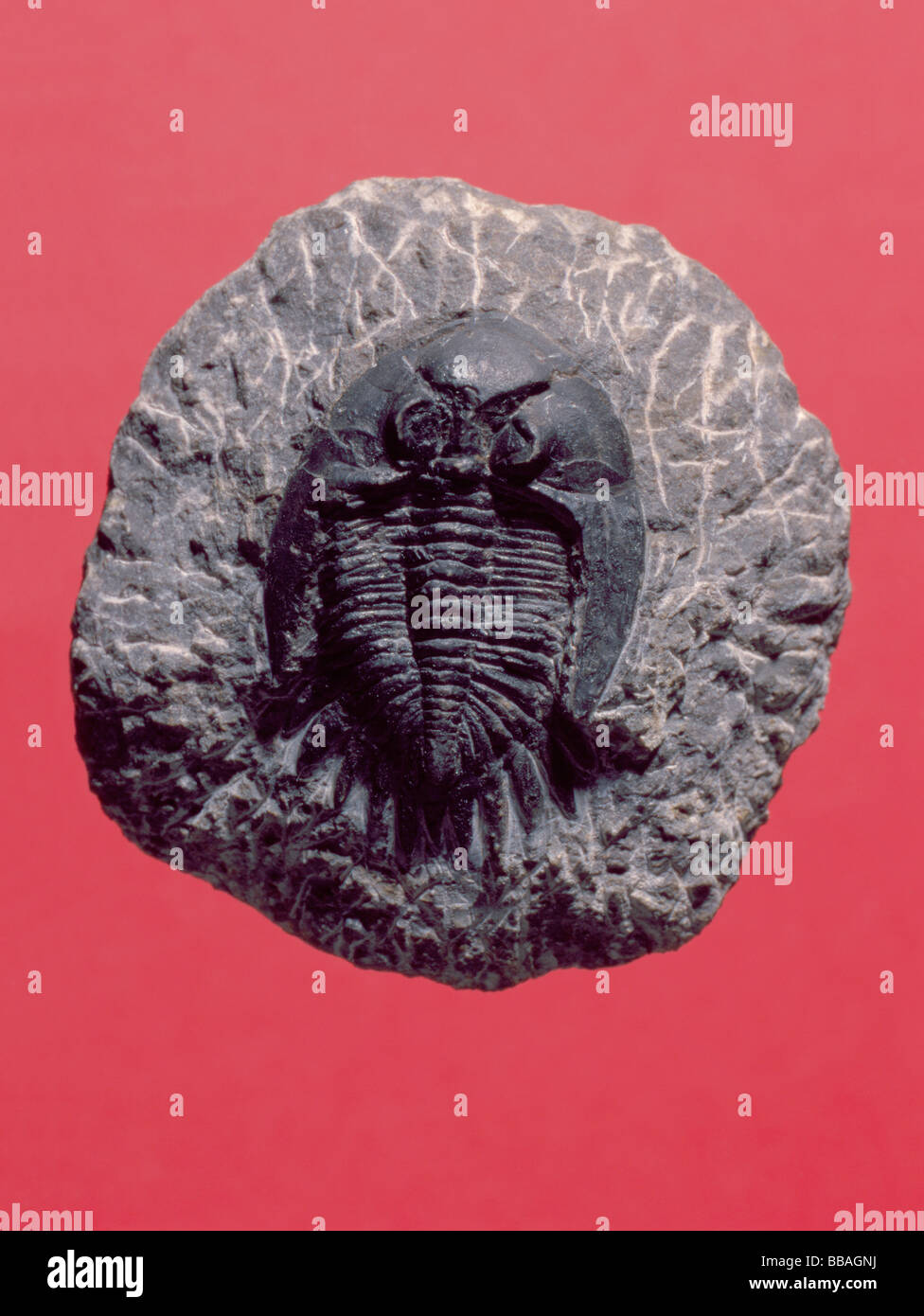 Fossil trilobite (Neometacanthina sp., Length 40mm, Devonian period), Morocco, North Africa. Stock Photo