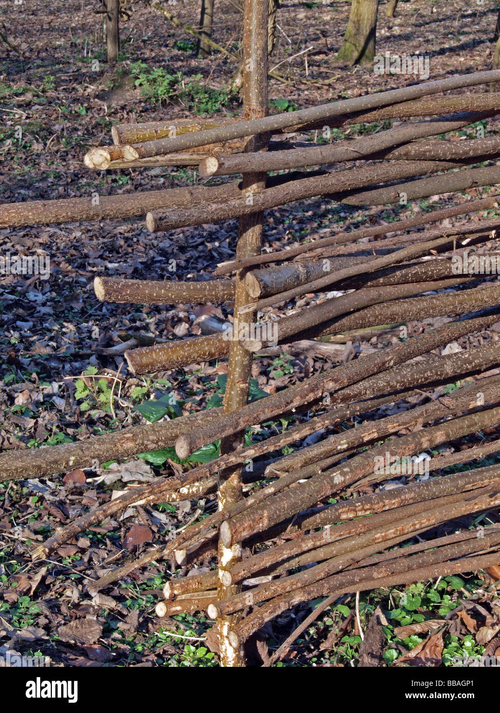 Hazel fence made from coppiced hazel in Hinchingbrooke Country Park Stock Photo