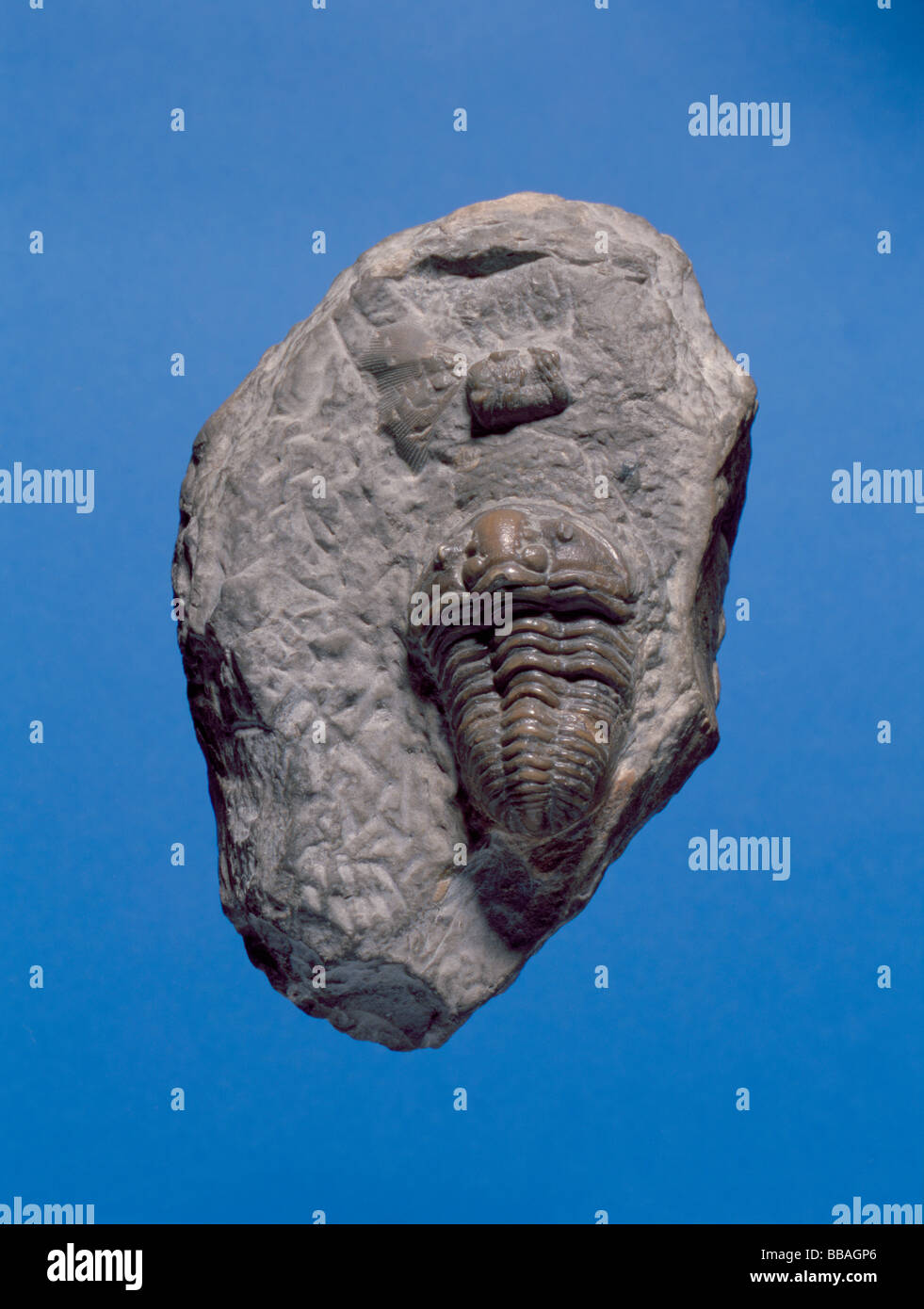 Fossil trilobite (Calymene Blumenbachi), Length 40mm, Silurian period, Wenlock limestone, Dudley, West Midlands, England, UK. Stock Photo