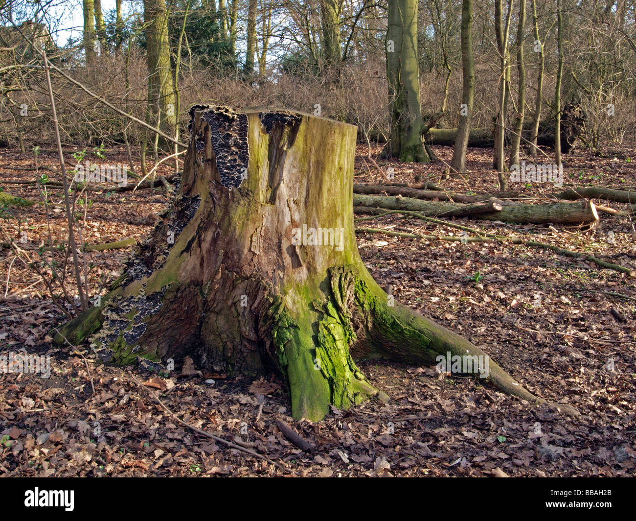 The park has many stumps and fallen trees that are left to encourage ...