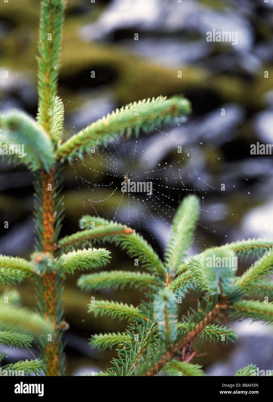 Spider's web on a fir tree, abandoned slate mine, Scottish highlands Stock Photo