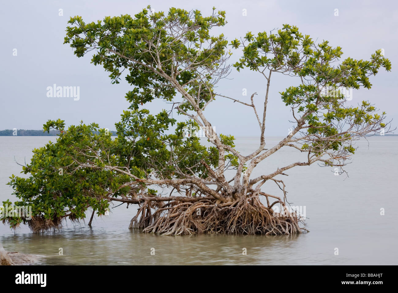 Red Mangrove Tree at Ten Thousand Islands in Everglades National Park
