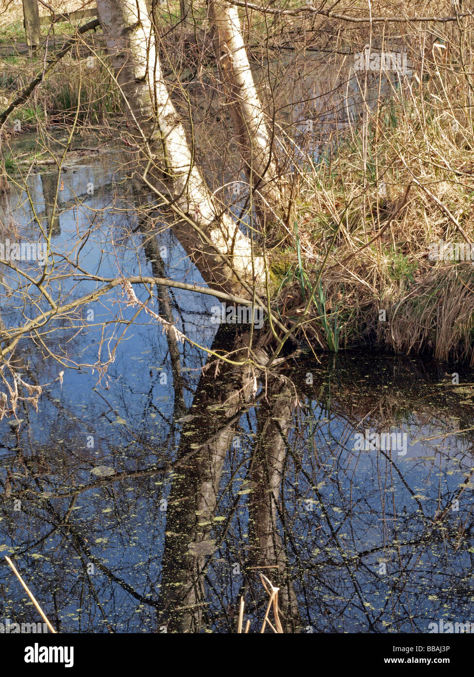 Winter trees reeds and dykes in Woodwalton fen nature reserve Stock Photo