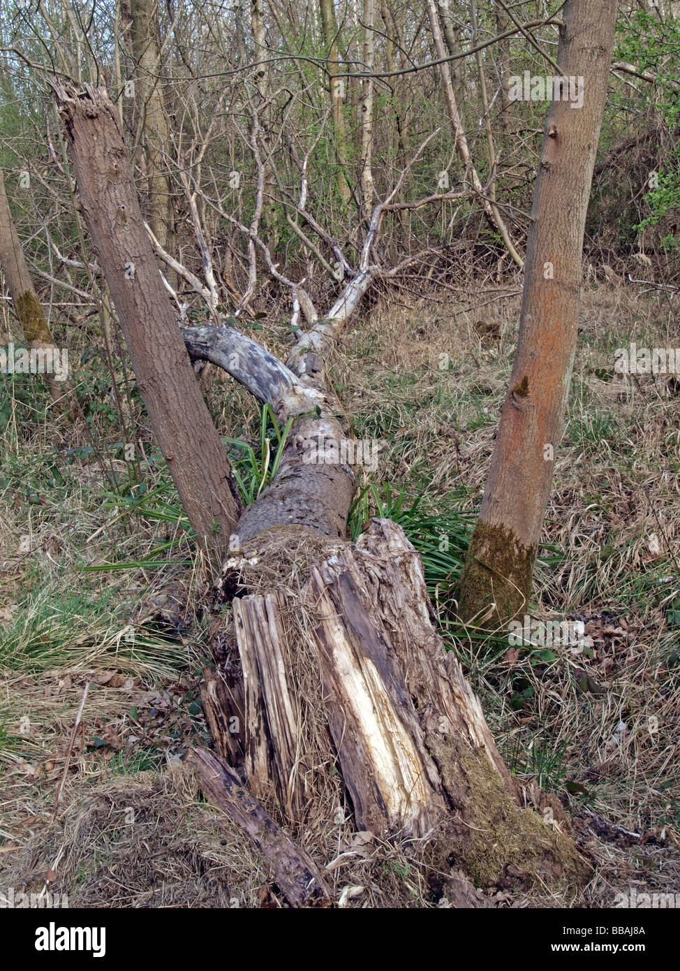 Fallen tree in Brampton Wood Brampton Stock Photo Alamy