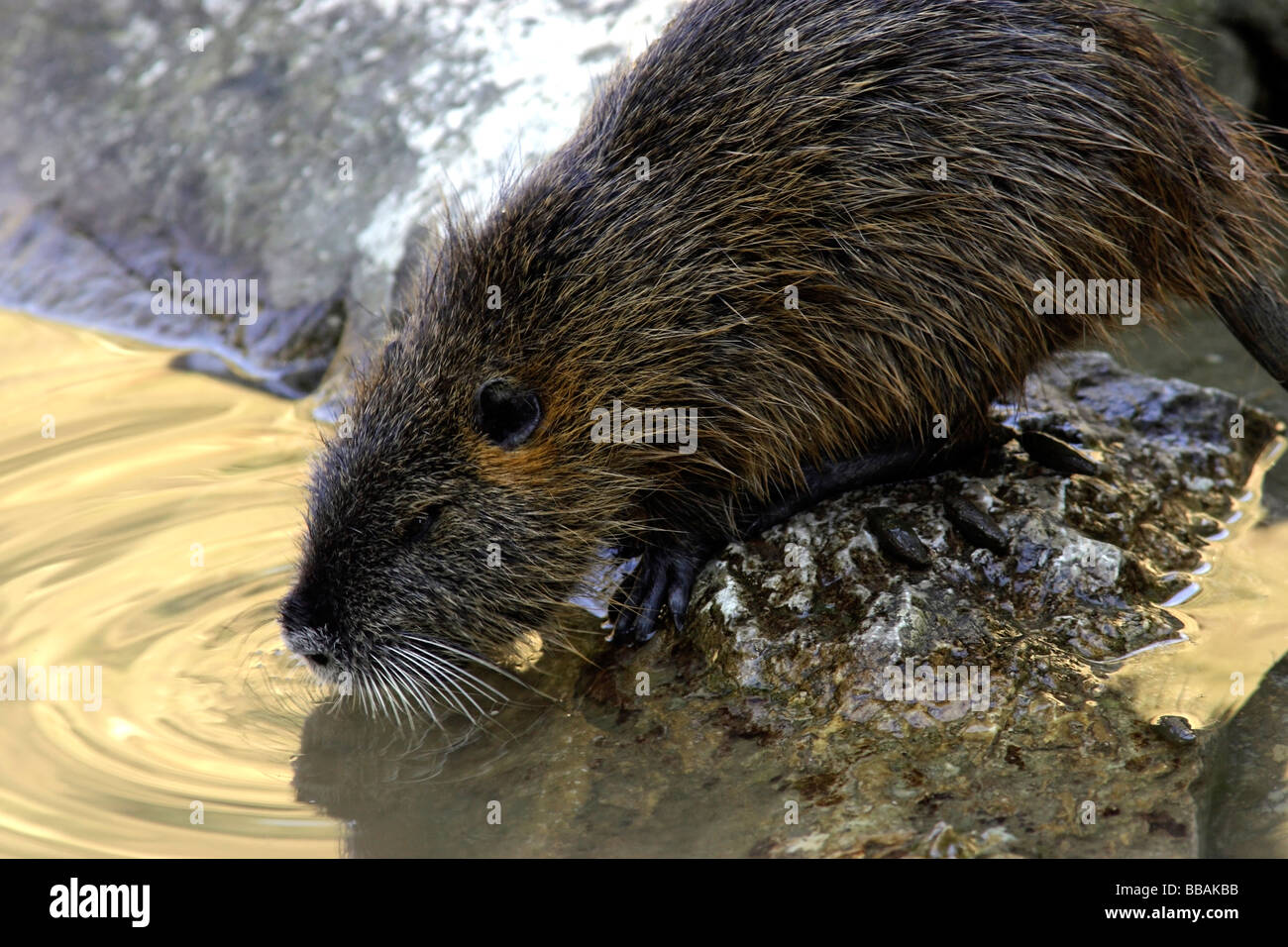 A Swamp Beaver Biberratte Myocastor coypus Drinking Water Stock Photo