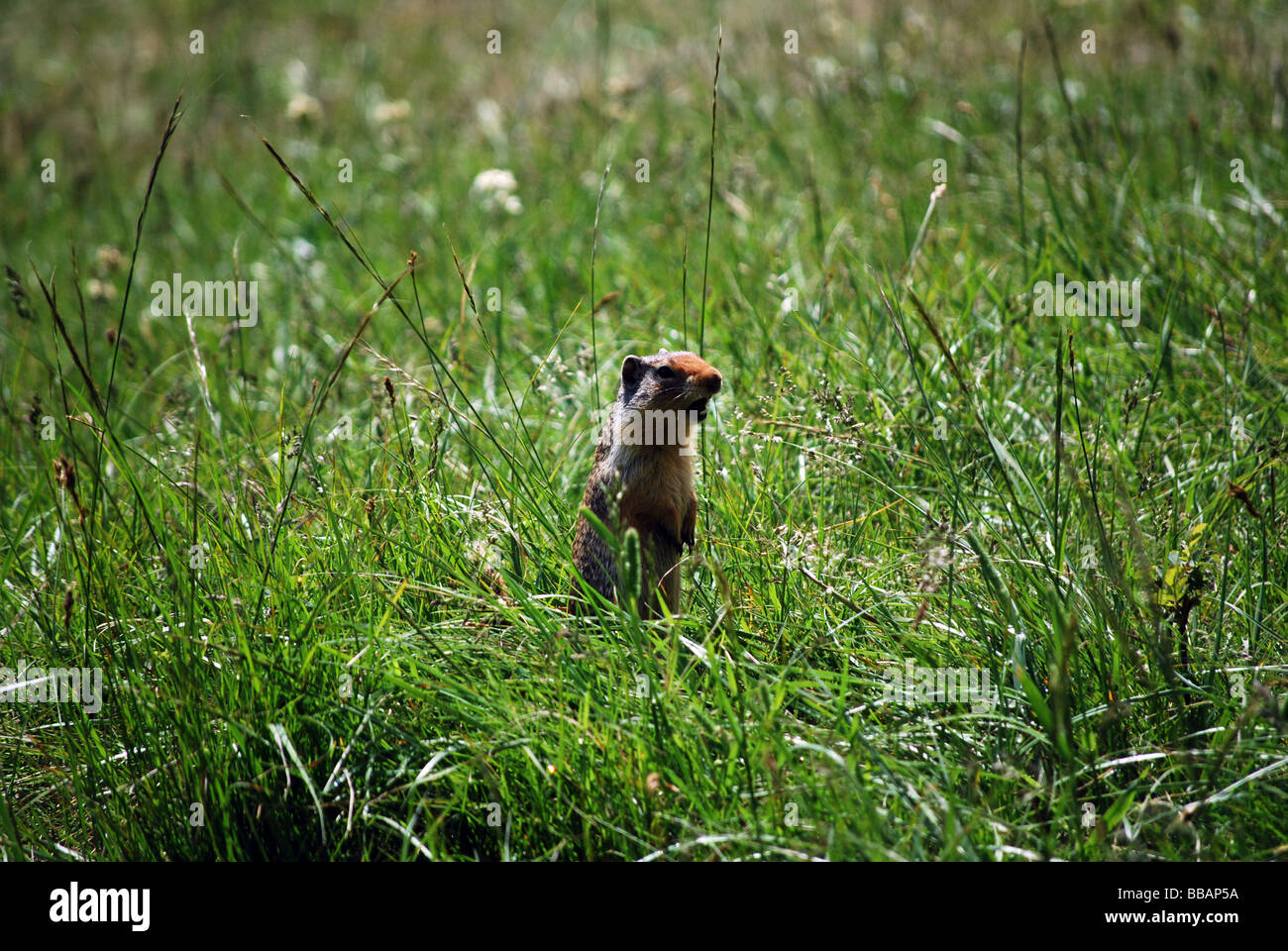 Lone lemming / prairie dog in a grassy field Stock Photo