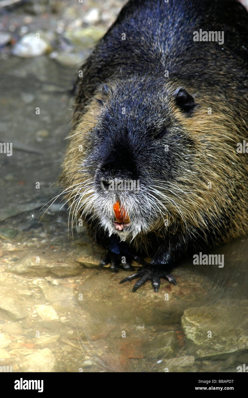 Swamp Beaver Biberratte Myocastor coypus Stock Photo Alamy