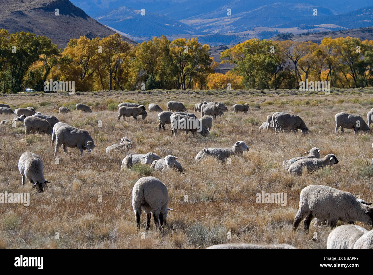 Fall colors and domestic sheep Rio Grande County Colorado USA Stock Photo