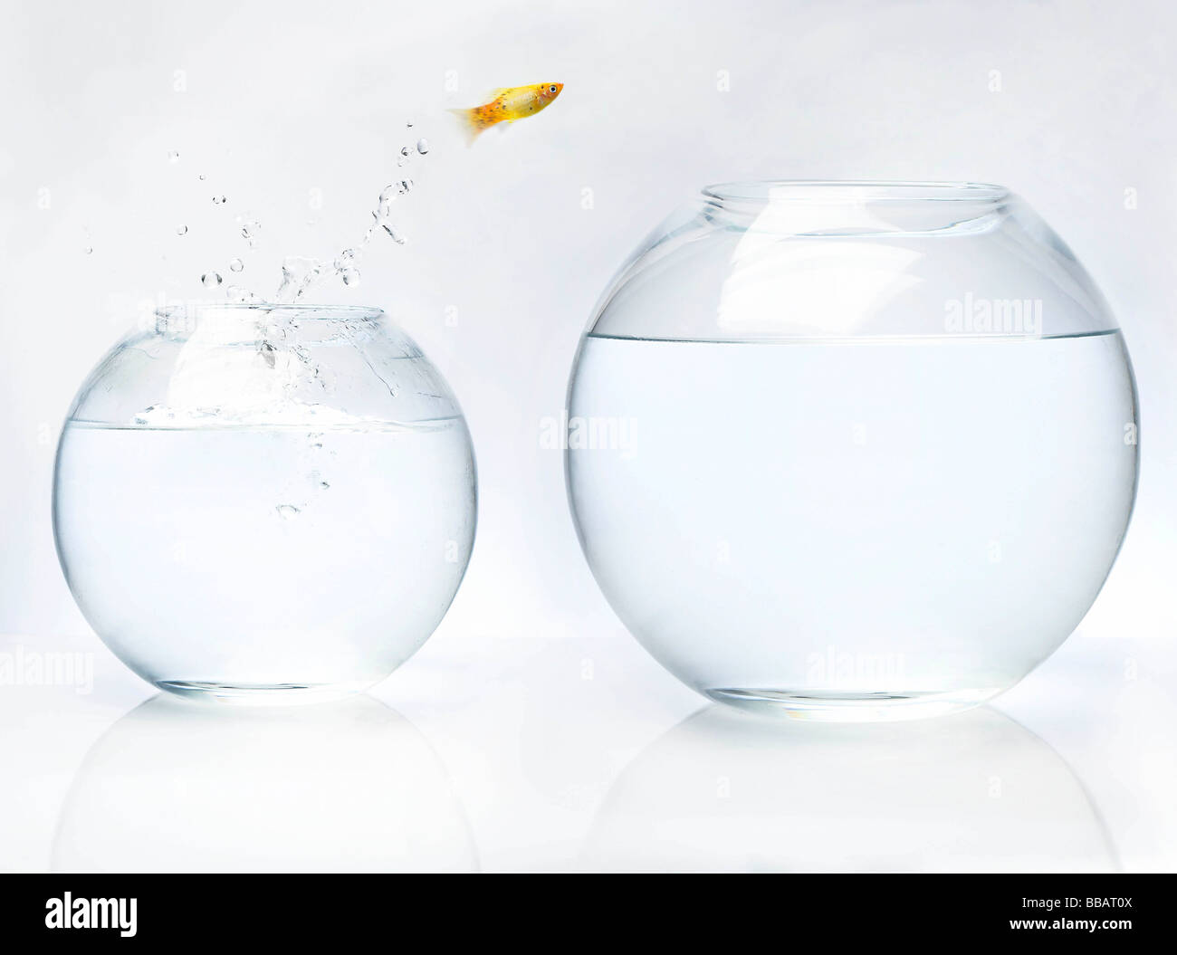 Fish jumping into bigger bowl Stock Photo Alamy