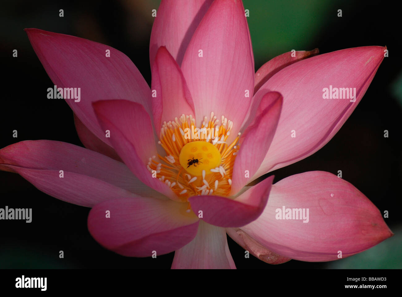 Pink lotus the national flower of india hi-res stock photography and ...