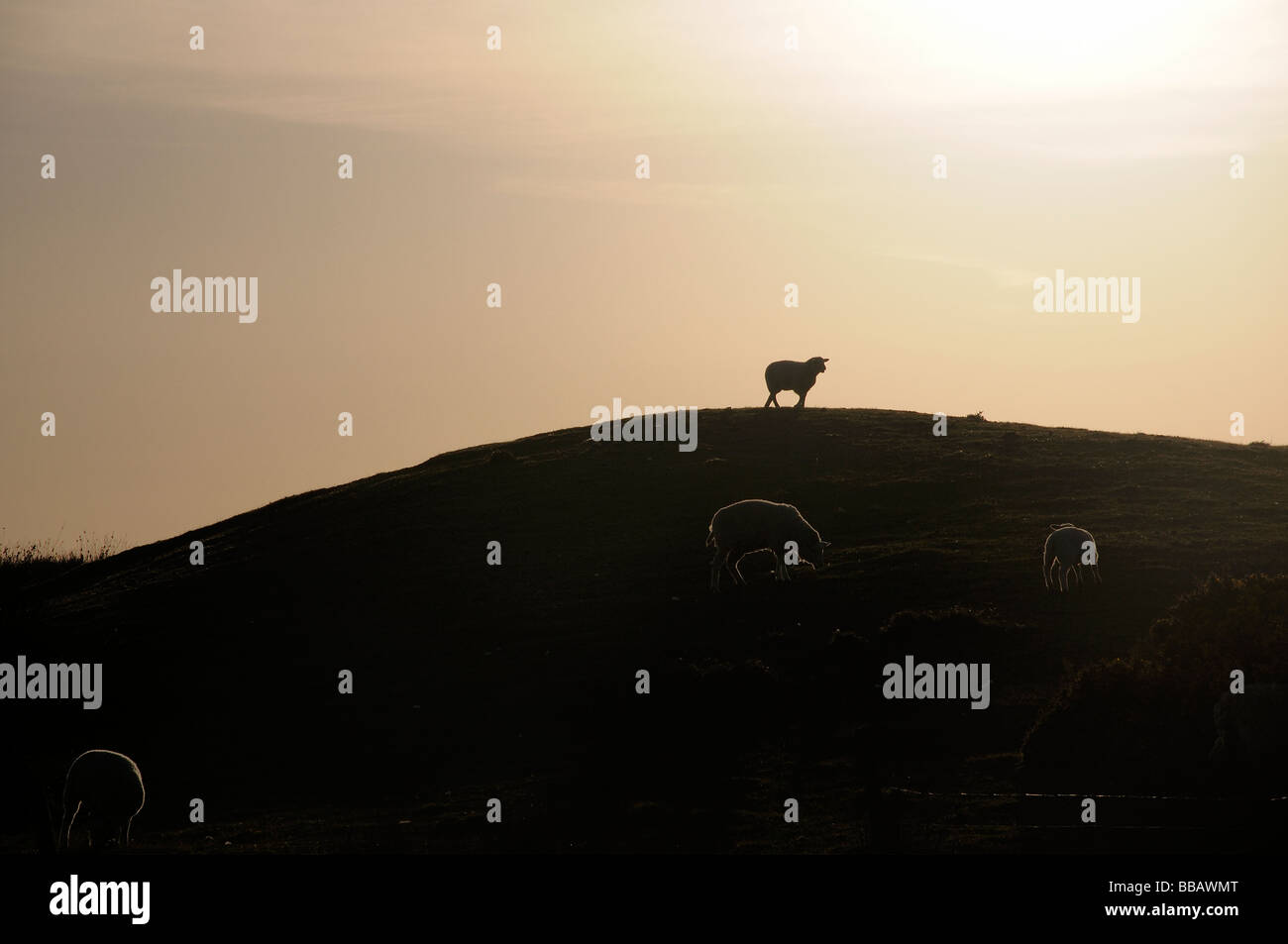 Sheep on rise Stock Photo