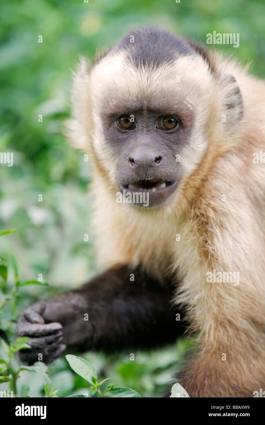 Capuchin Monkey in Bolivia with nice forest background Stock Photo