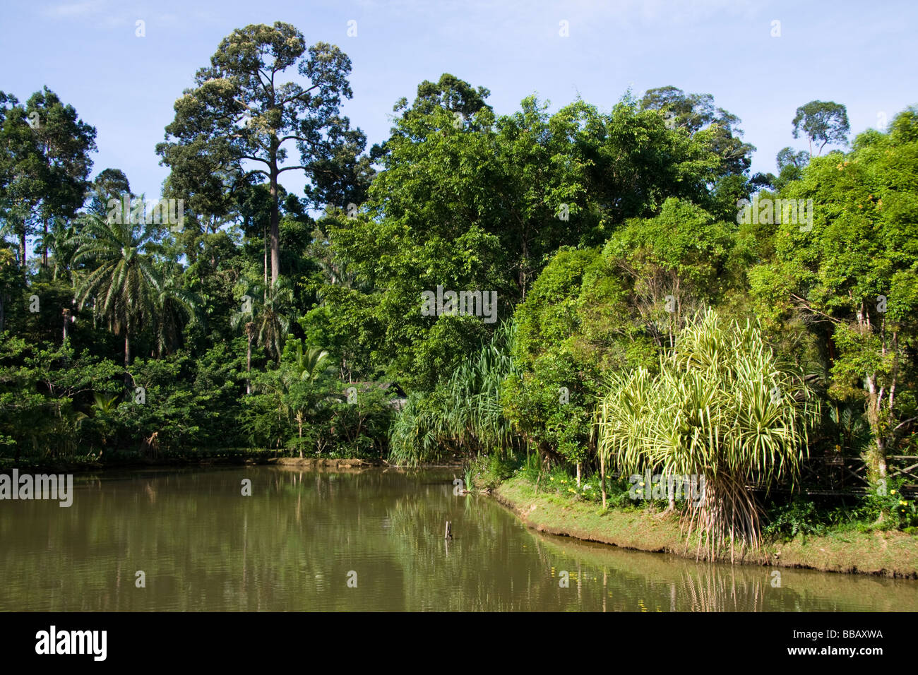 Tropical rainforest , Sepilok , Borneo , Malaysia Stock Photo