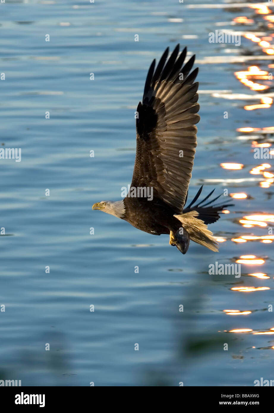 Bald Eagle Haliaeetus leucocephalus Stock Photo - Alamy