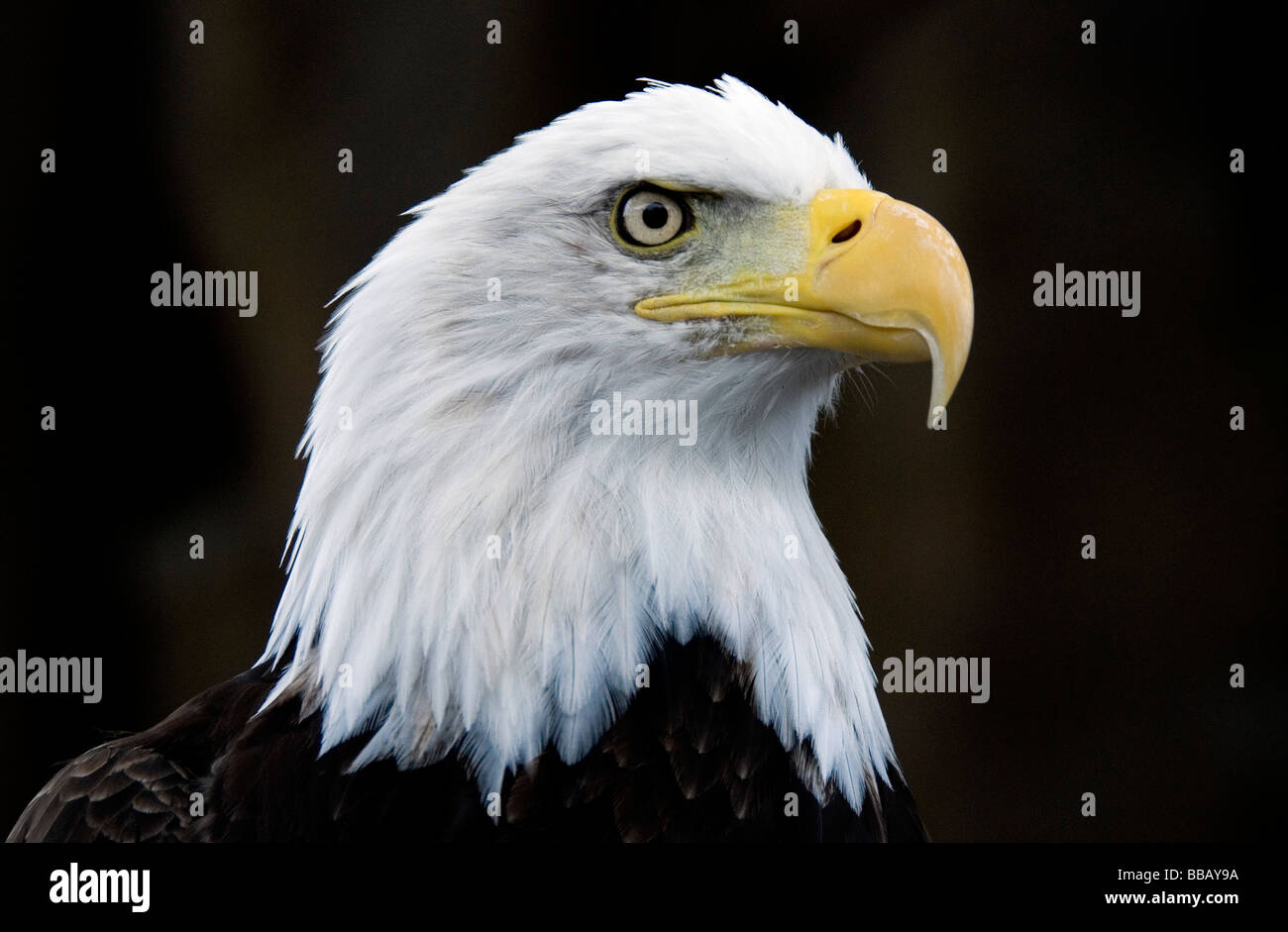 Bald Eagle Haliaeetus leucocephalus Stock Photo - Alamy
