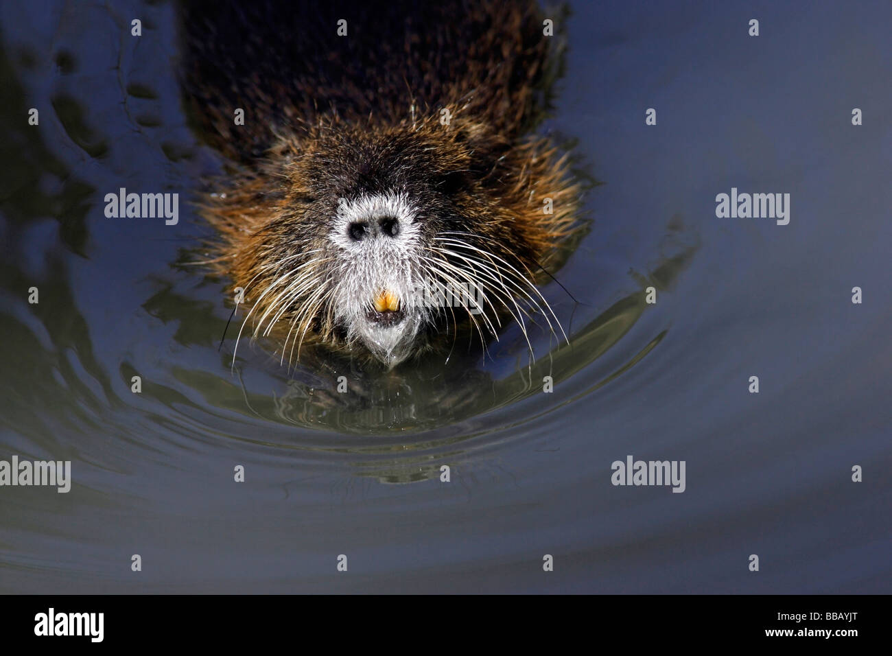 Sumpfbiber swamp beaver biberratte myocastor coypus close up face head