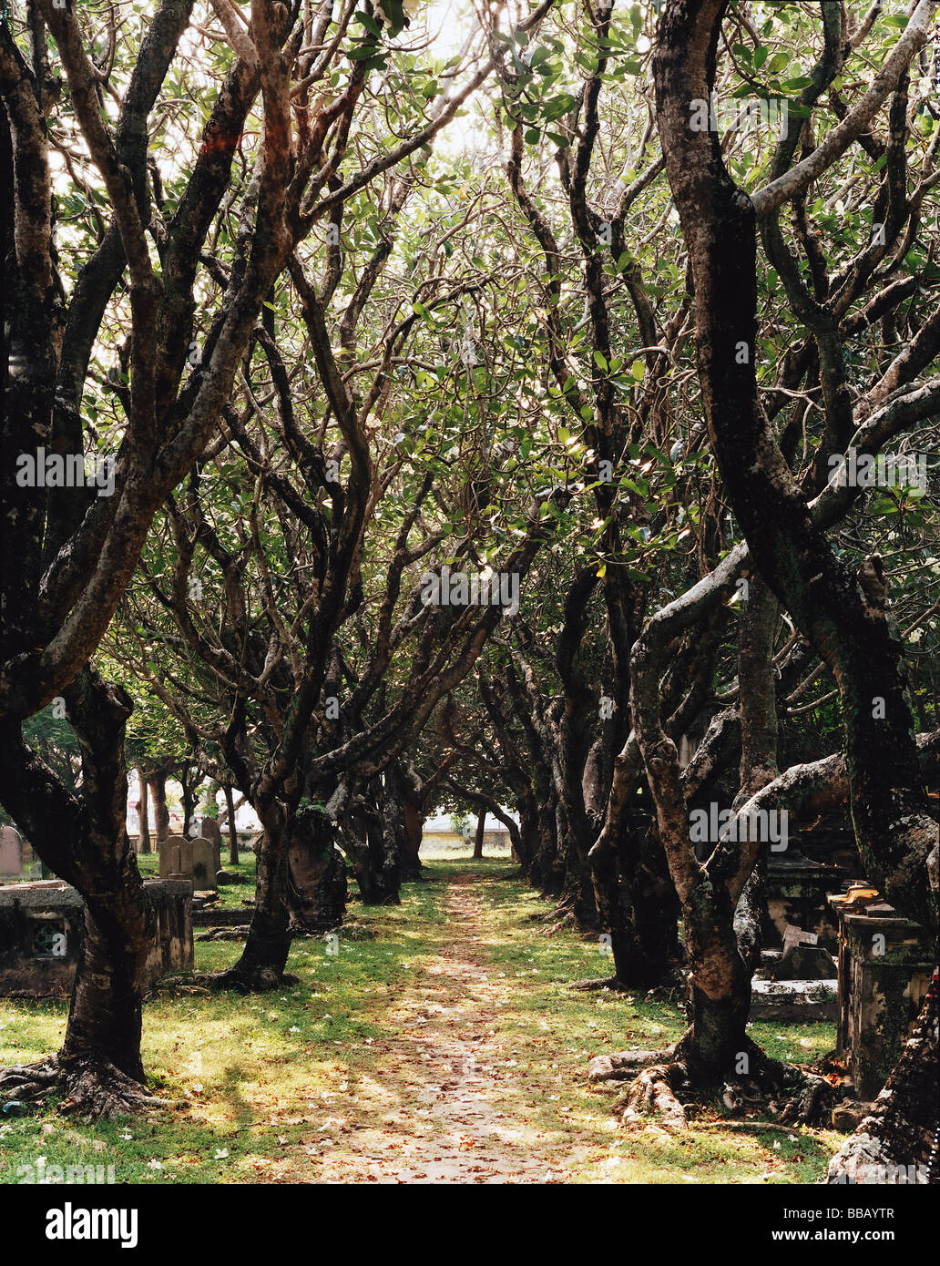 Avenue of ancient Frangipani trees Stock Photo Alamy