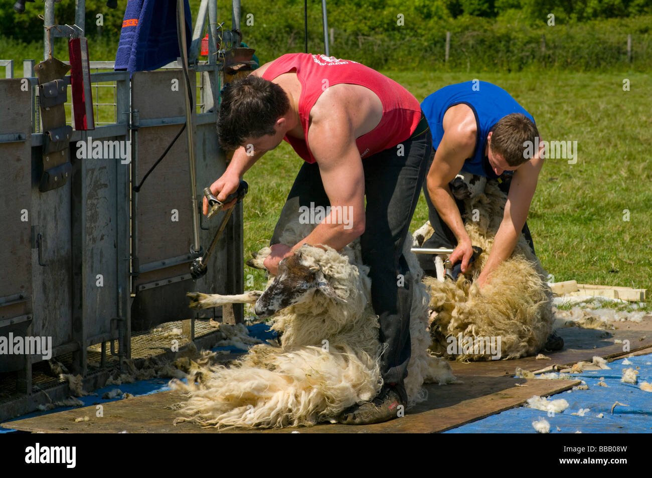 Sheep Shearers At Work In The Kent Countryside England Stock Photo 24213305 Alamy