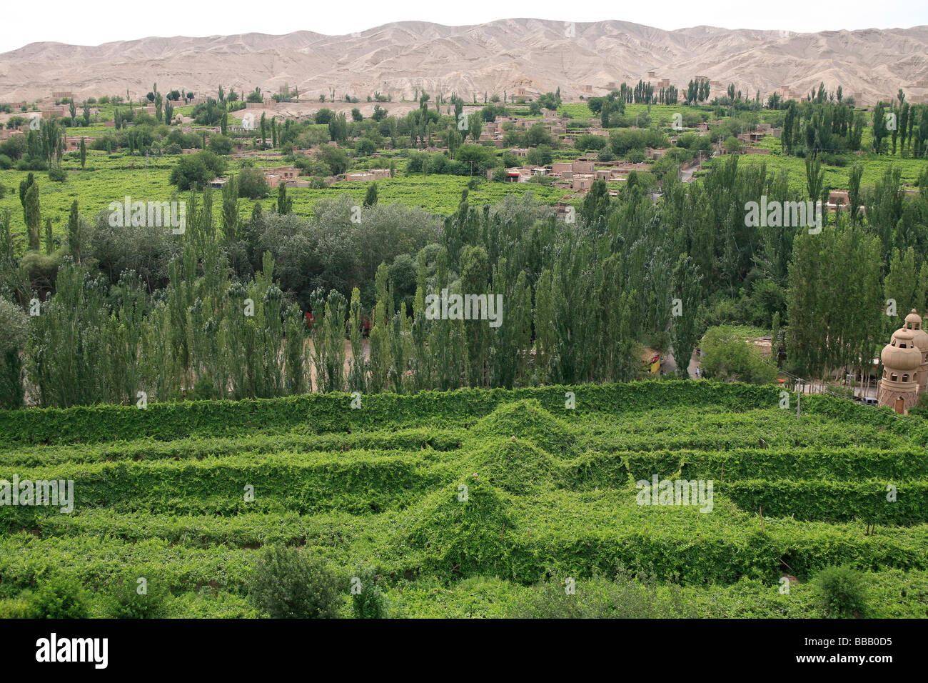Grape field at the Grape Valley with Framing mountain at background, Turpan, Xinjiang Stock Photo