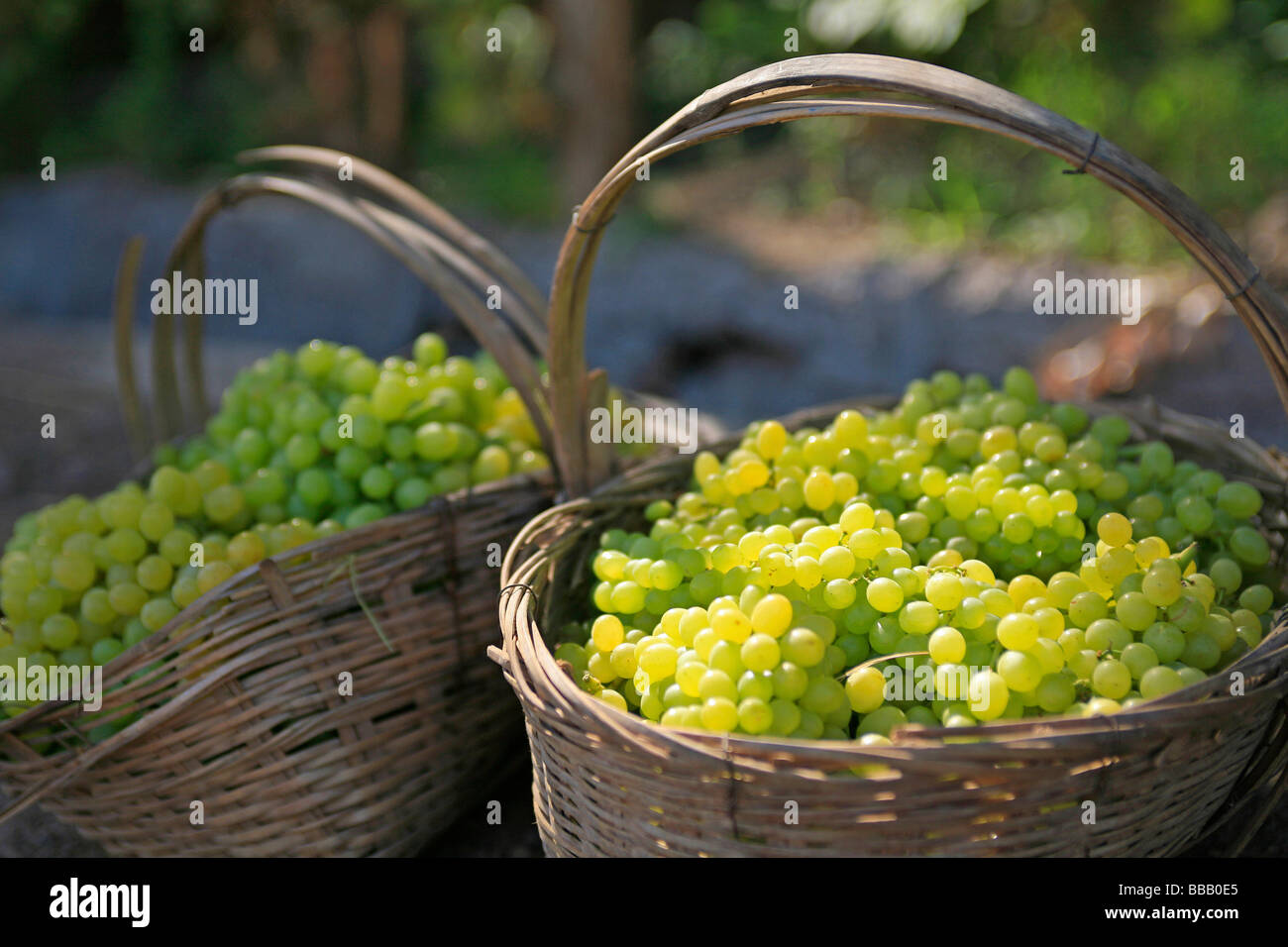 Harvested fresh grapes in the baskets, Grape valley, Turpan, Xinjiang Stock Photo