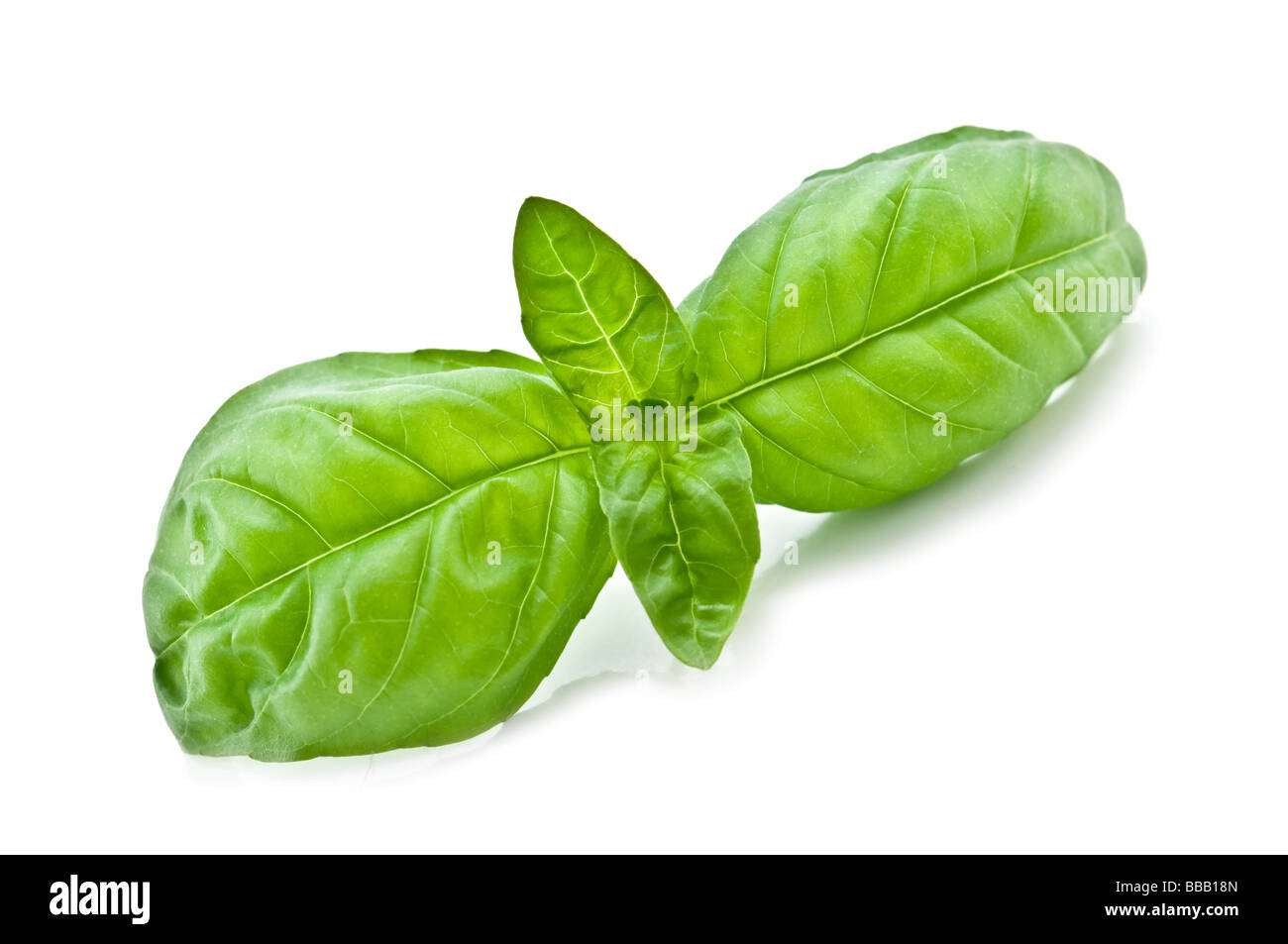 basil twig isolated Stock Photo - Alamy