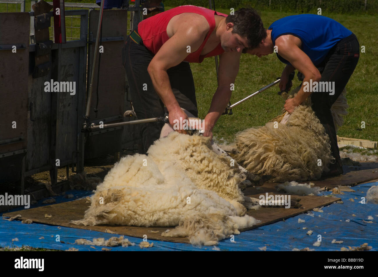 Sheep Shearers At Work In The Kent Countryside England Stock Photo Alamy
