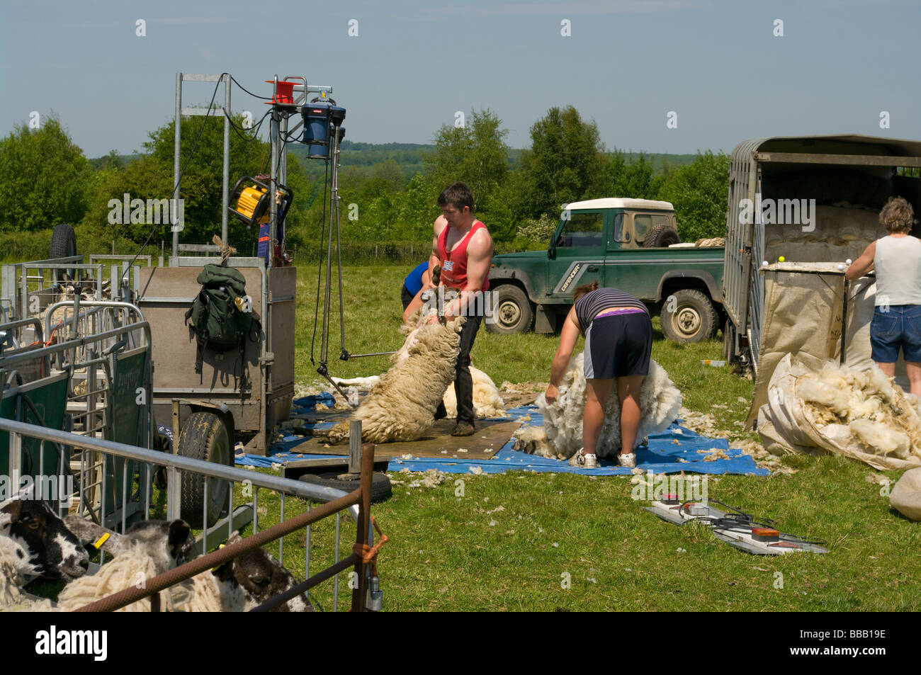 Sheep Shearers and Helper At Work In The Kent Countryside England Stock Photo Alamy