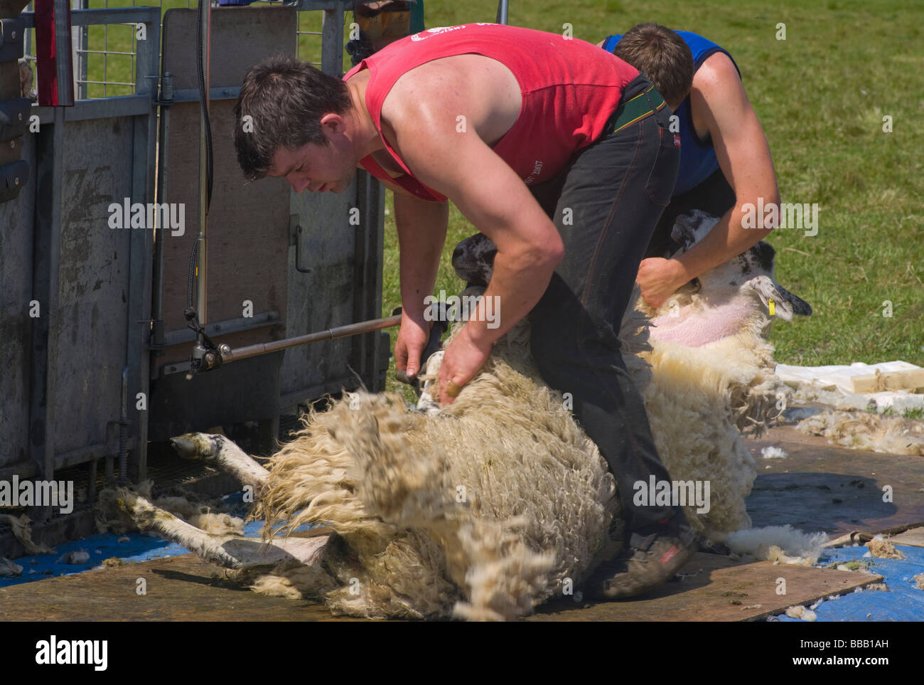 Sheeps fleece hires stock photography and images Alamy